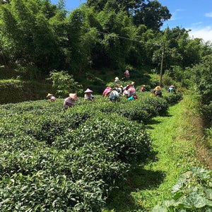 Harvesting Organic High Mountain Tea at ShiZuo, Taiwan